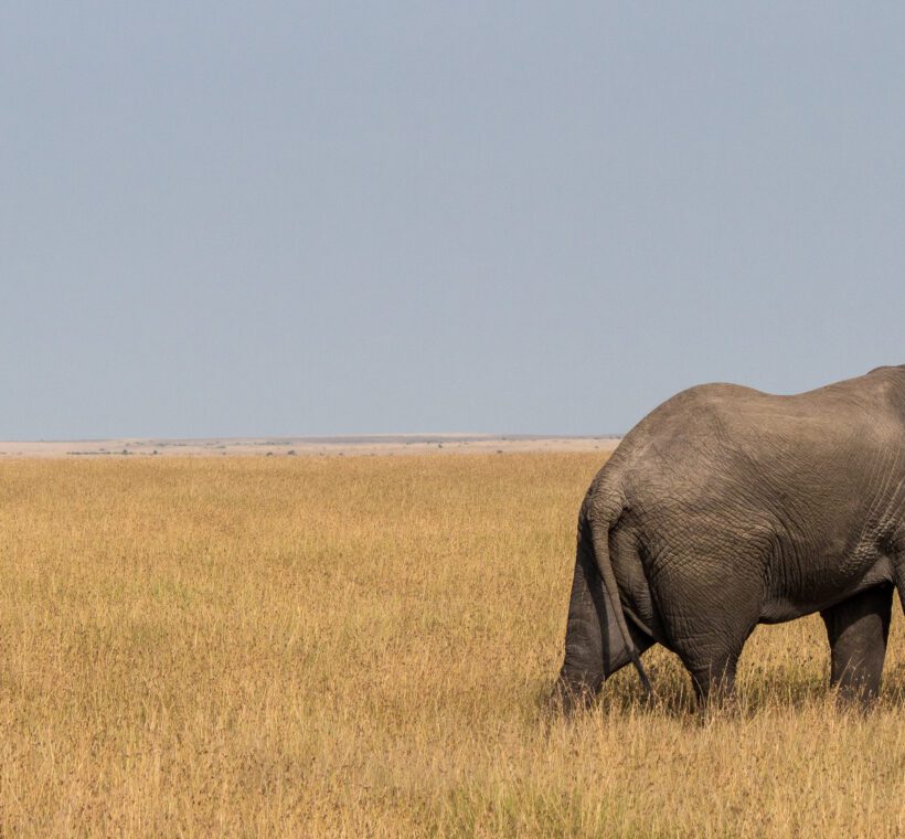 How are the game drive routes decided each day in Maasai Mara?