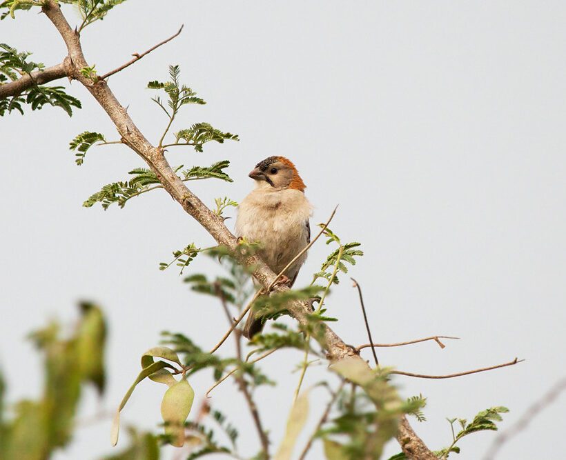 Specklefronted Weaver A Patterned Beauty in Masai Mara