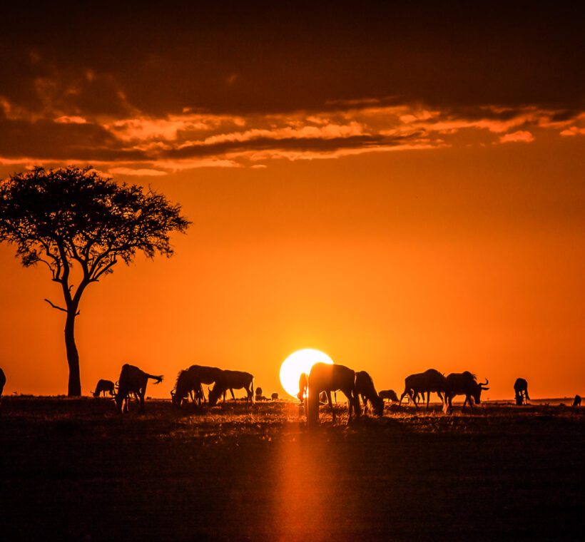 What is the most unusual or rare wildlife sighting during a game drive in Maasai Mara?