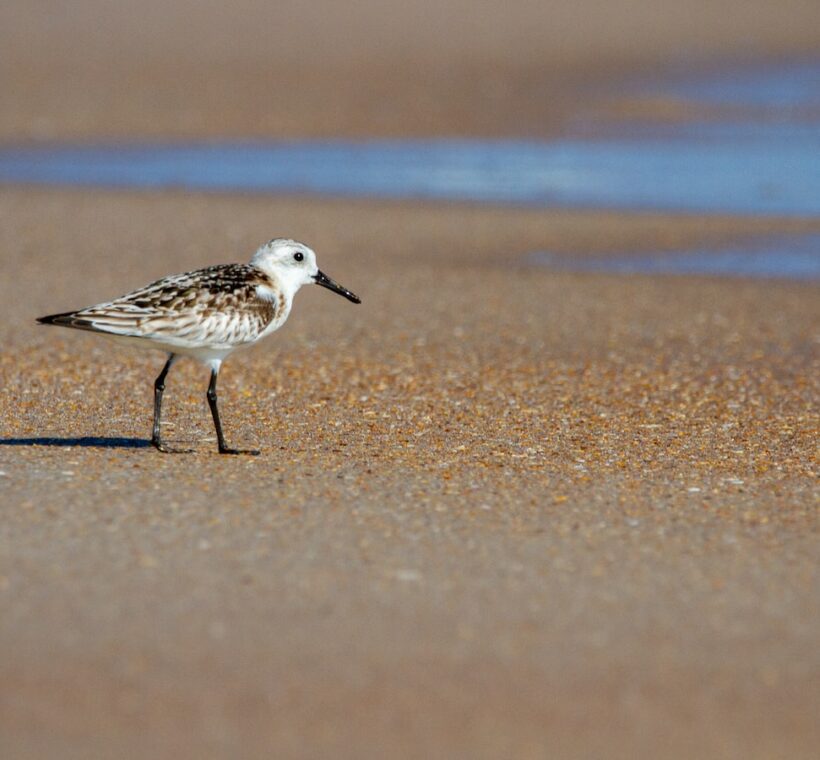 Common Sandpiper Masai Maras Agile Beachcomber