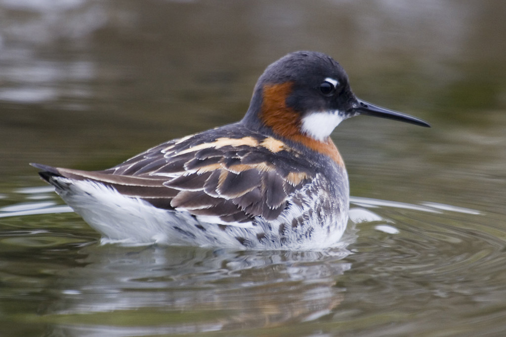 Rednecked‌ Phalarope: ​An Exceptional⁤ Migrant‌ Visitor to ‍Masai Mara National‍ Park