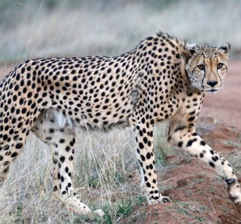 Can I camp near Maasai Mara’s famous cheetah and leopard territories?