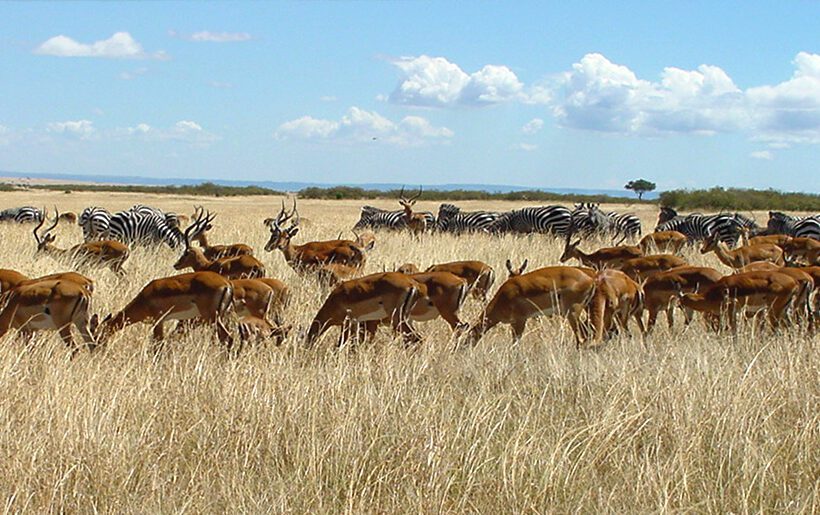 Can I request a specific language-speaking guide in Maasai Mara?