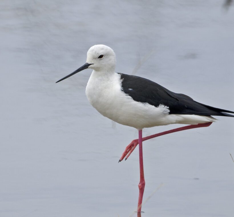 Blackwinged Stilt Elegance on Masai Maras Shores