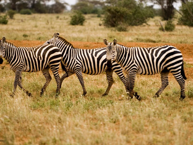 Do you have to be physically fit to go on a hot air balloon safari in Maasai Mara?