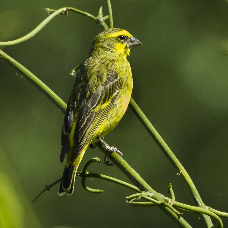 Yellowcrowned Canary A Splash of Sunshine in Masai Mara