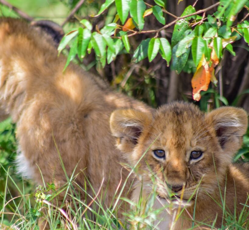 What is the significance of specific trees and plants in the reserve in Maasai Mara?