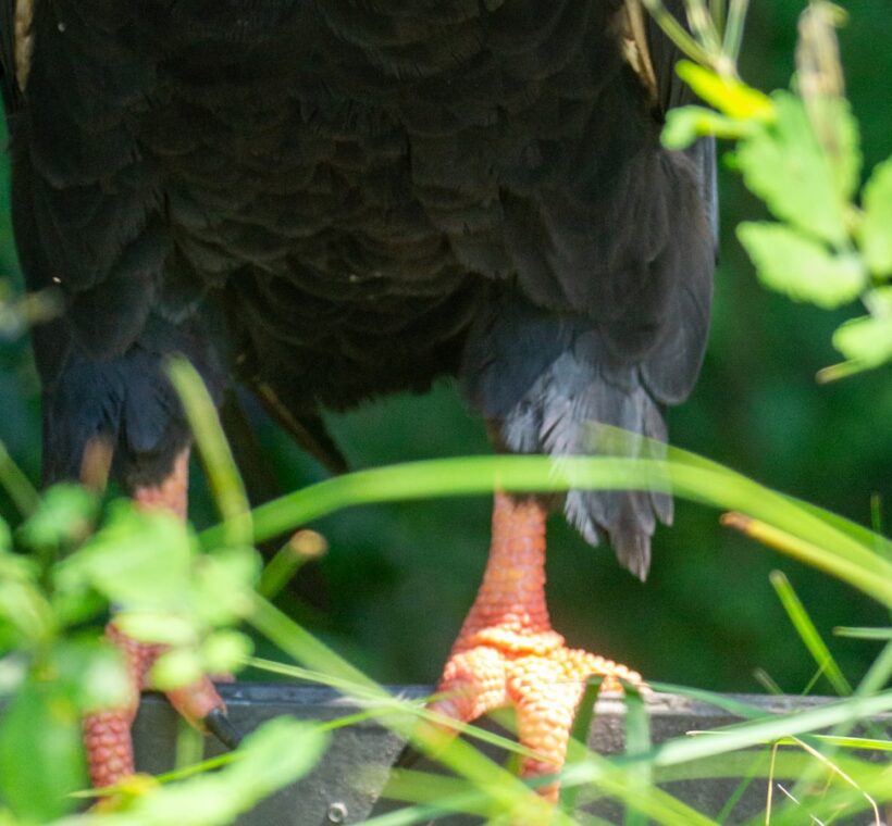 Bateleur Eagle A Regal Raptor in Masai Mara