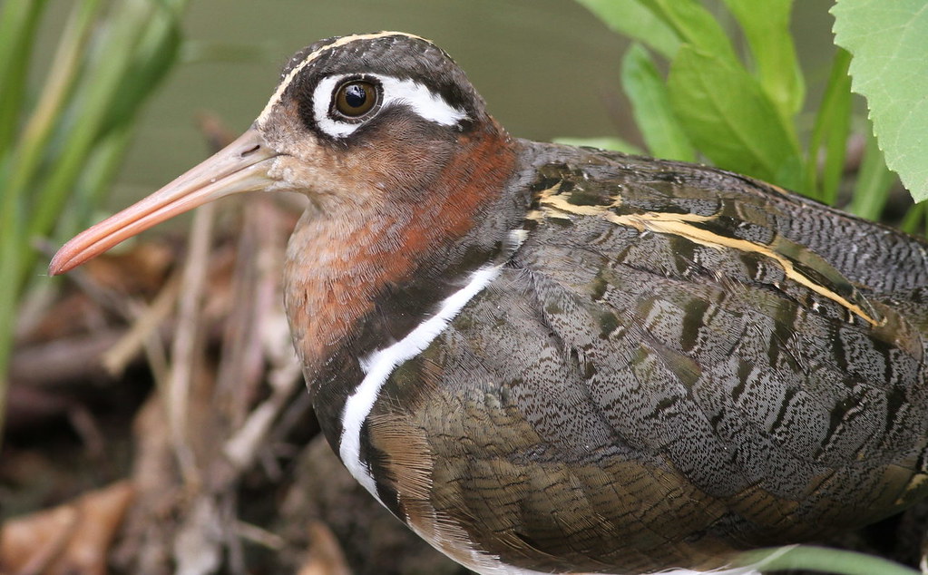 A Closer Look ⁢at the Enigmatic Habits ⁤of the Greater Painted Snipe in Masai Mara