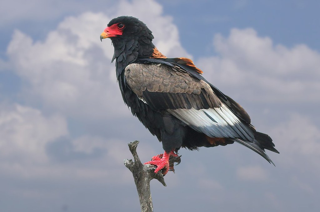 The Majestic Bateleur Eagle: A Fascinating Sight in Masai Mara National Park