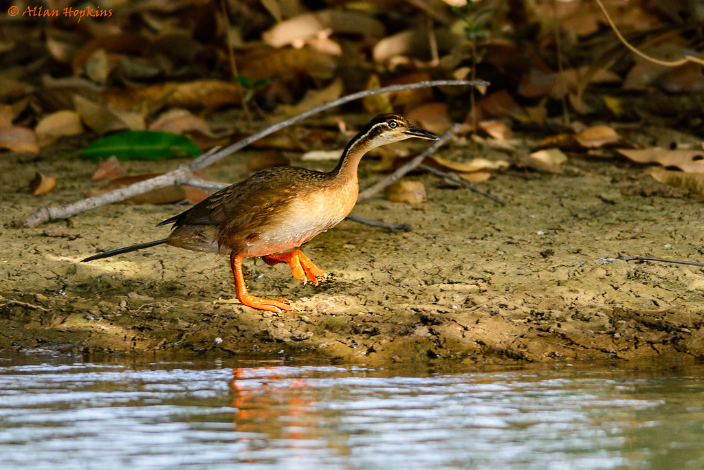 Embarking on‌ a⁢ Mesmerizing Safari ⁤to Spot the African Finfoot in Masai Mara