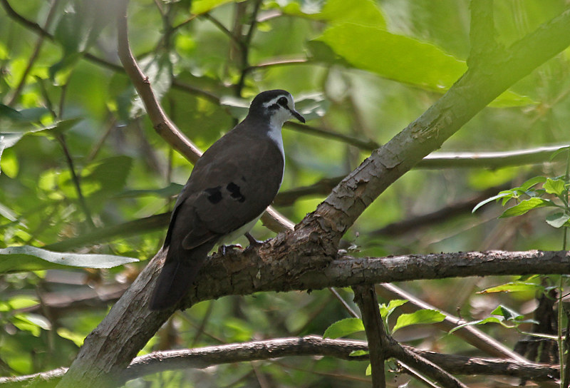 4.‌ Hidden Harmonies: How Tambourine Dove​ Musical Rhythms Reflect the Vibrant Ecosystem of Masai Mara