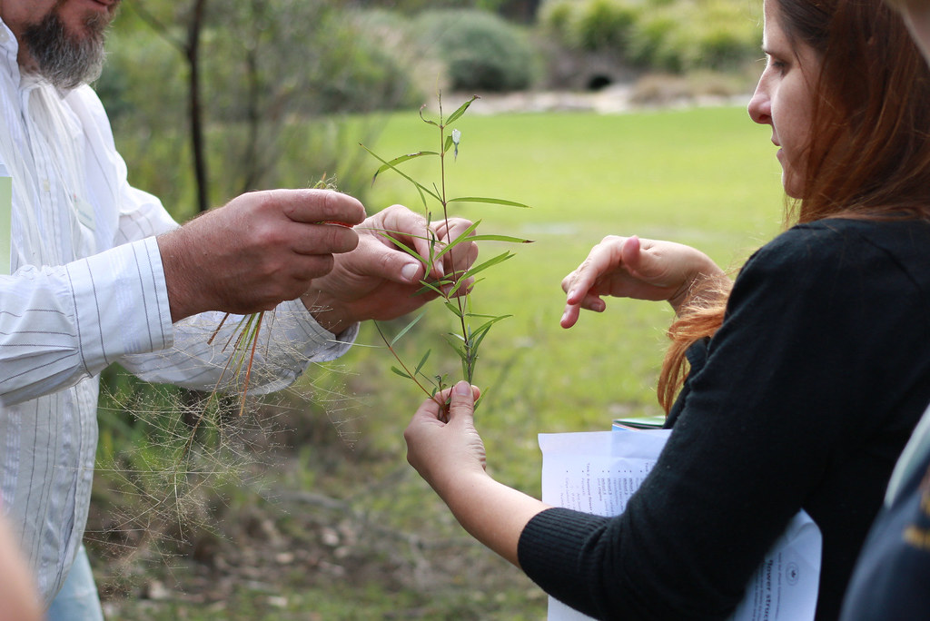 Expert Advice: Plant Identification Techniques for Recognizing ⁤Rare and ‌Endemic Species in Maasai Mara