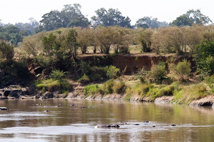 An Encounter with Wildlife: Witnessing the Great Migration at the Maasai Mara River