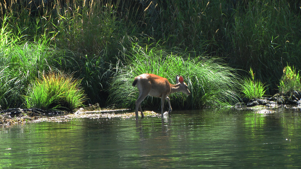 Ranger-Recommended Sanctuaries: Best Spots to Witness Unique River Wildlife