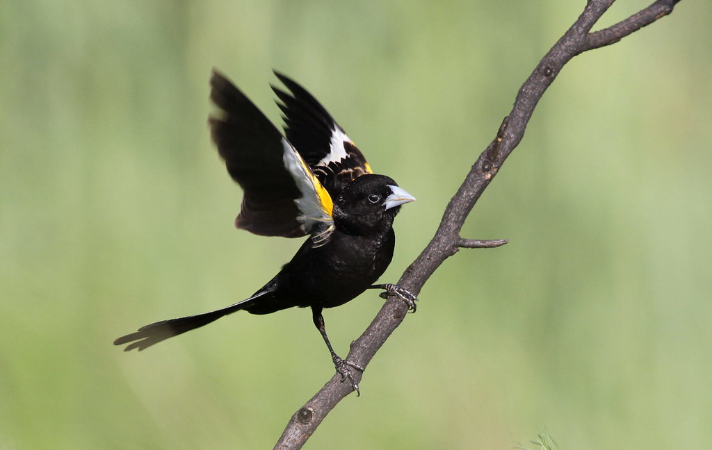 Spectacular Breeding Display: Aerial Acrobatics of the Whitewinged Widowbird