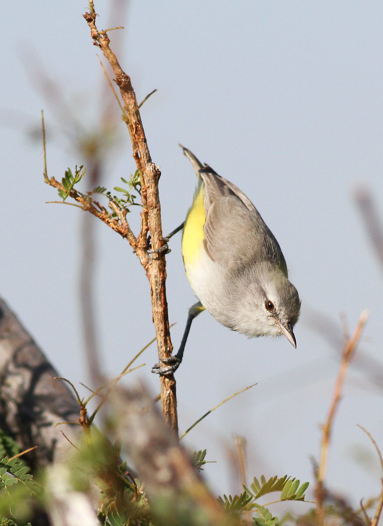 1.⁤ Exploring the ⁣Captivating Habitat of Yellowbellied Eremomela Sunshine in Masai Mara National Park