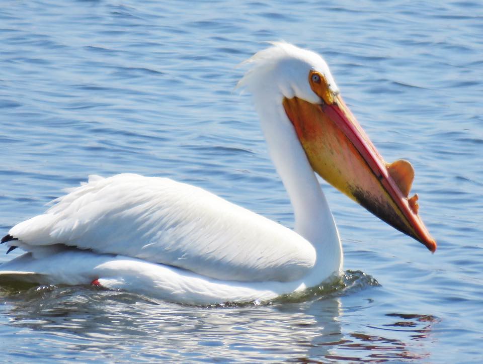 The Great White Pelican's Essential ‍Role in the ⁤Ecosystem ​of​ Maasai Mara National Park