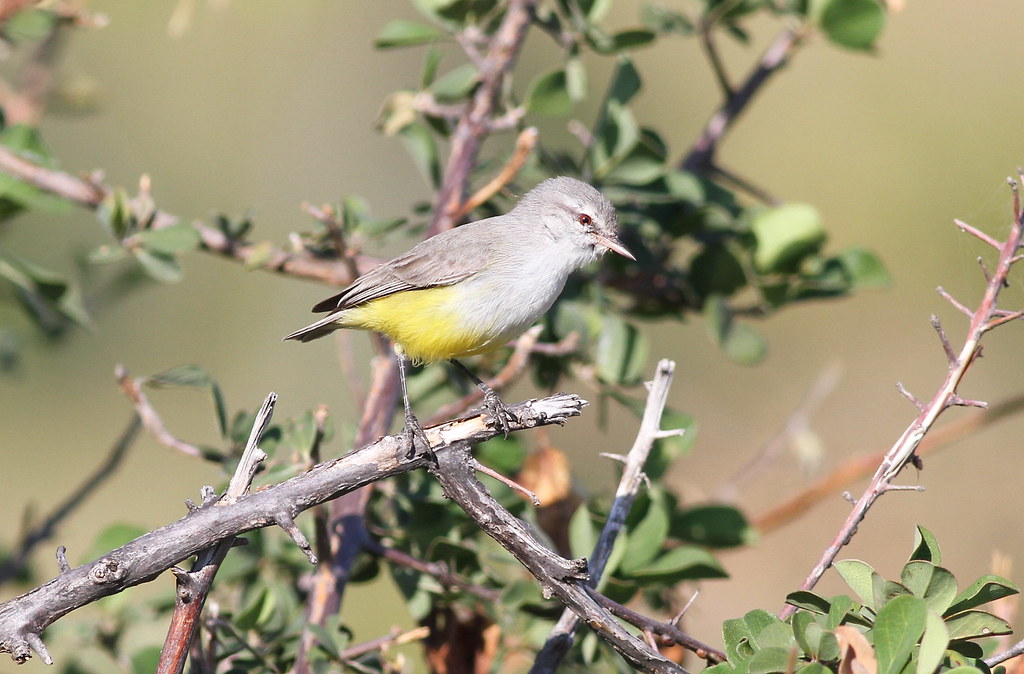 3. The Importance of Conservation ⁢Efforts for Yellowbellied Eremomela in Masai Mara