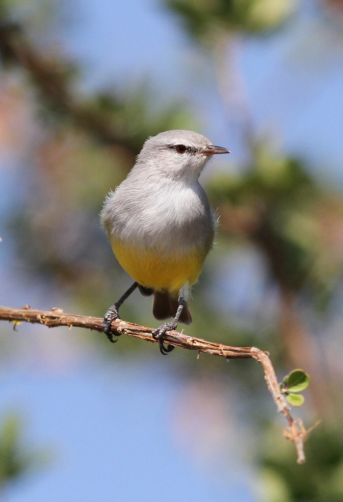 2. Understanding the Unique Characteristics and Behaviors of Yellowbellied Eremomela in Masai Mara