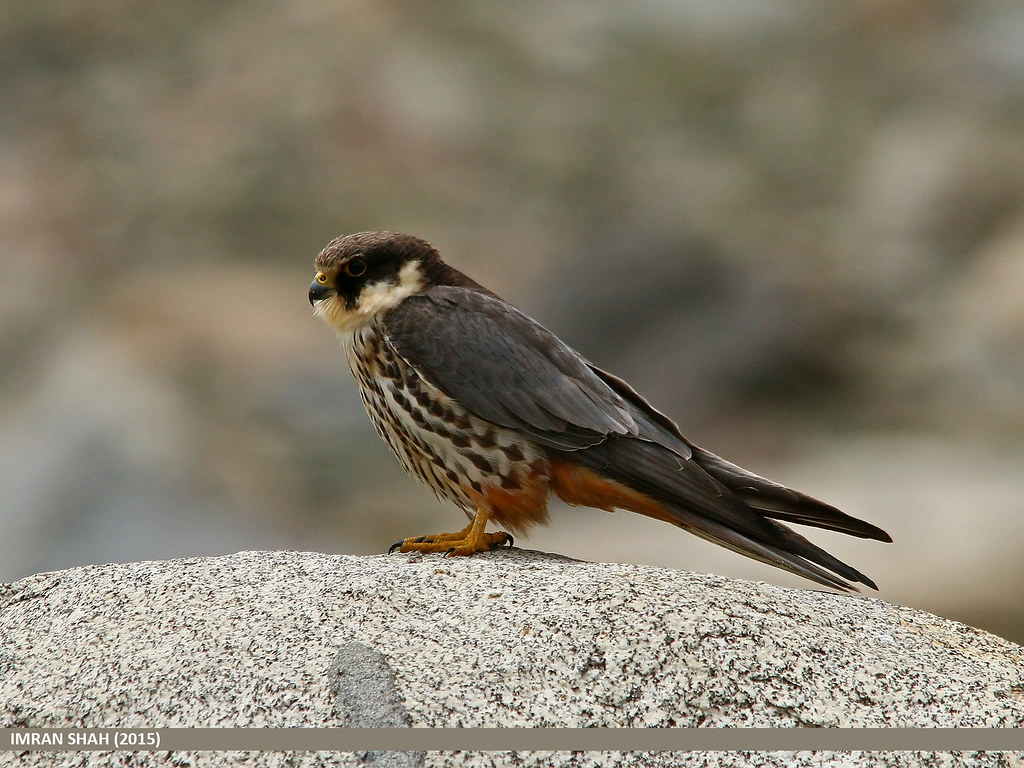 4. Conservation Efforts: Recommendations for ‌Protecting the⁤ Habitat of the Eurasian ⁤Hobby in Masai Mara