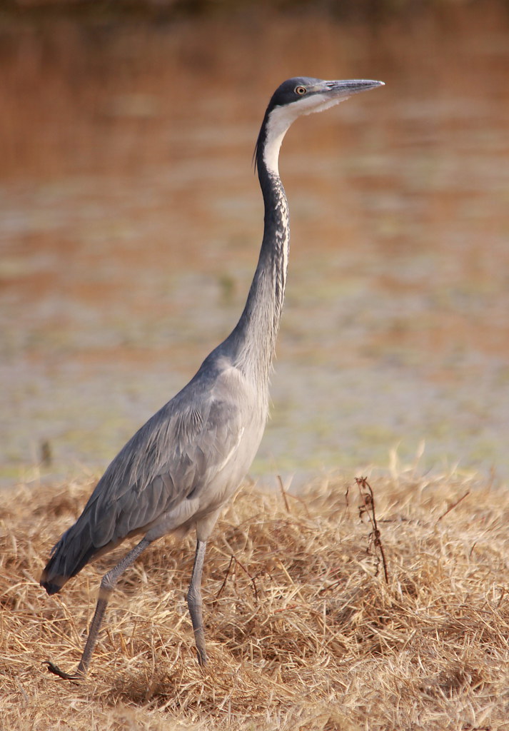 Unique⁣ Characteristics​ and Behavior ⁣of the Blackheaded Heron in Masai Mara