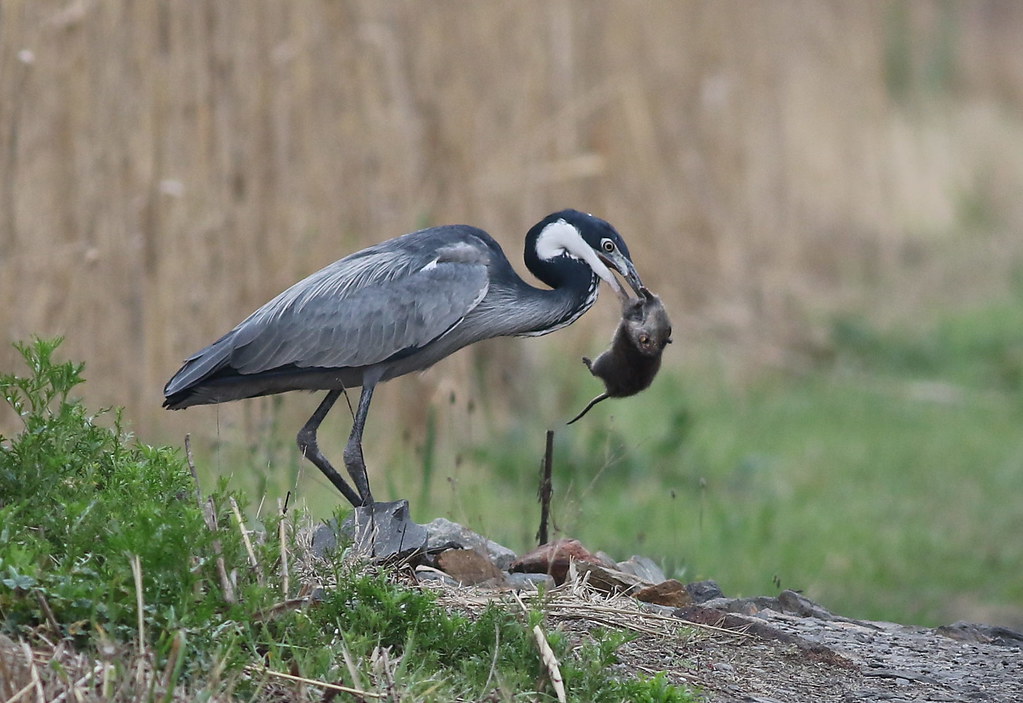 The Importance of Conservation Efforts for the Blackheaded Heron in Masai Mara