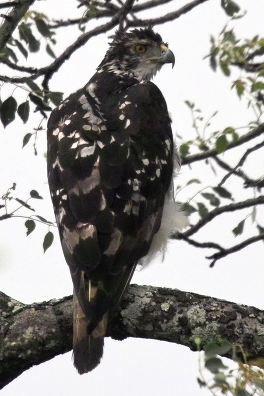 5. Witnessing the African HawkEagle ⁣in ⁤Action: Best Spots​ for Birdwatching in the Masai ​Mara