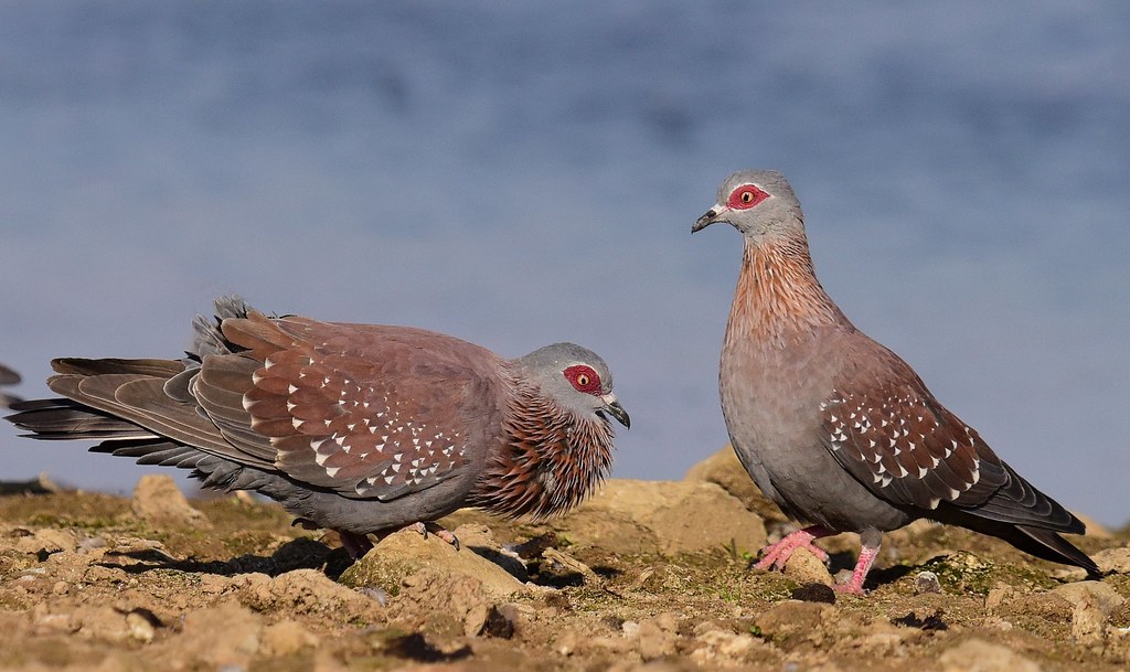 The Impact‍ of Speckled⁢ Pigeons on the Ecosystem of Masai Mara ​National‍ Park