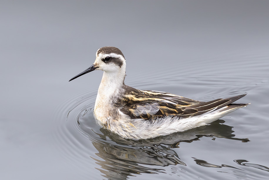 Conservation Efforts: Protecting the Rare Rednecked Phalarope ⁤in Masai Mara