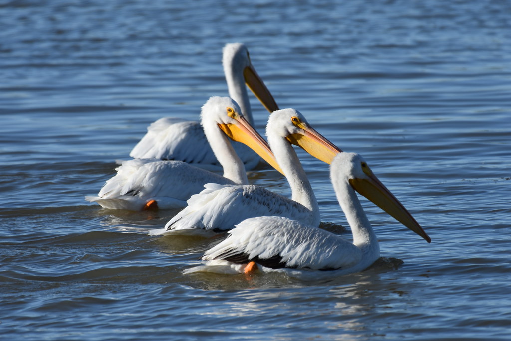 The Great White Pelican: An ‍Majestic​ Resident of the⁤ Maasai Mara National Park