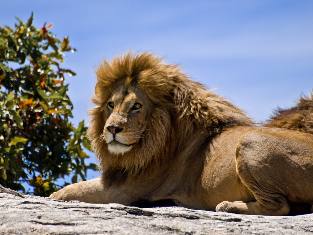 Tracking ​the Majestic Big Cats: Experiencing⁤ the Magnificence ⁣of Lion ⁢and Leopard Habitats in Masai ⁣Mara National Park