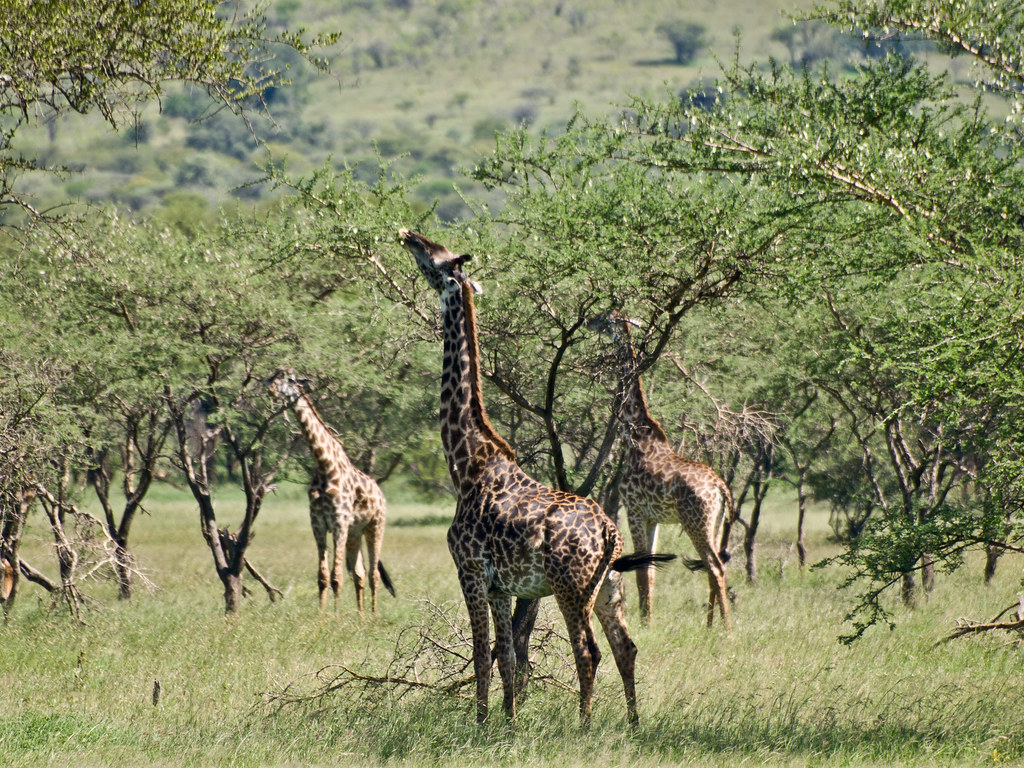 Tips for Maximizing Your‍ Chances of‍ Seeing Giraffes near the Riverbanks