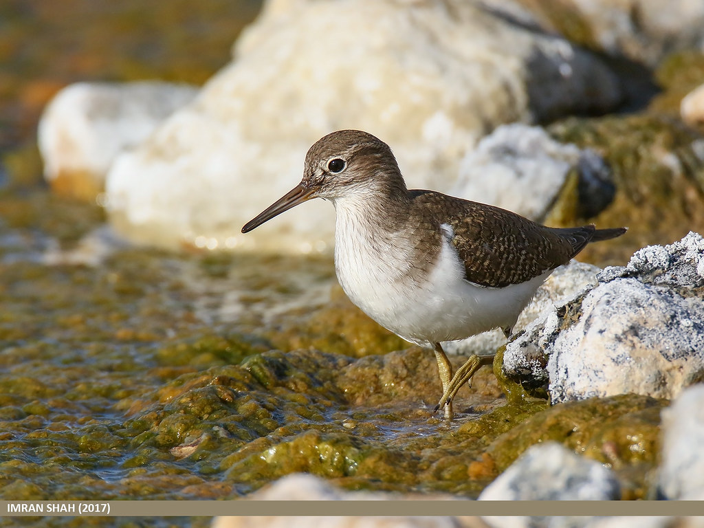 - Conservation Measures⁢ and Recommendations for Protecting the Common Sandpiper⁢ in⁣ Masai Mara National Park