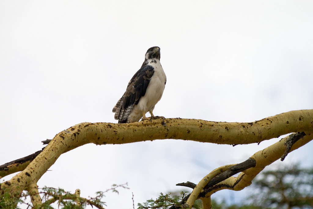 Preserving Augur Buzzard Populations⁤ in the ⁢Masai Mara National Park