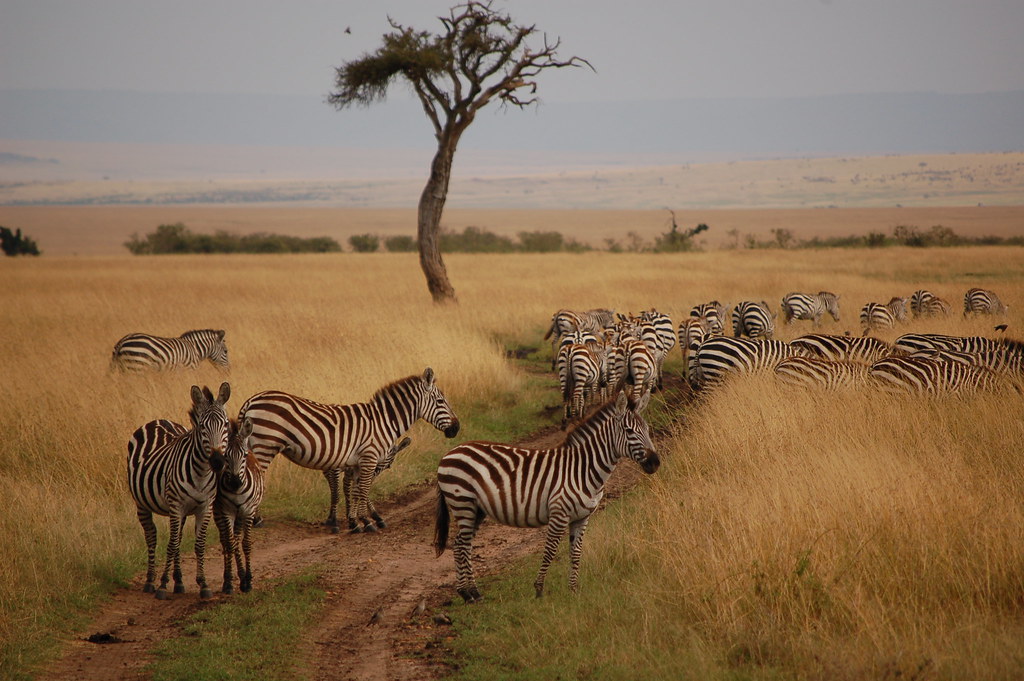 Important Considerations for‍ Camping in Maasai Mara