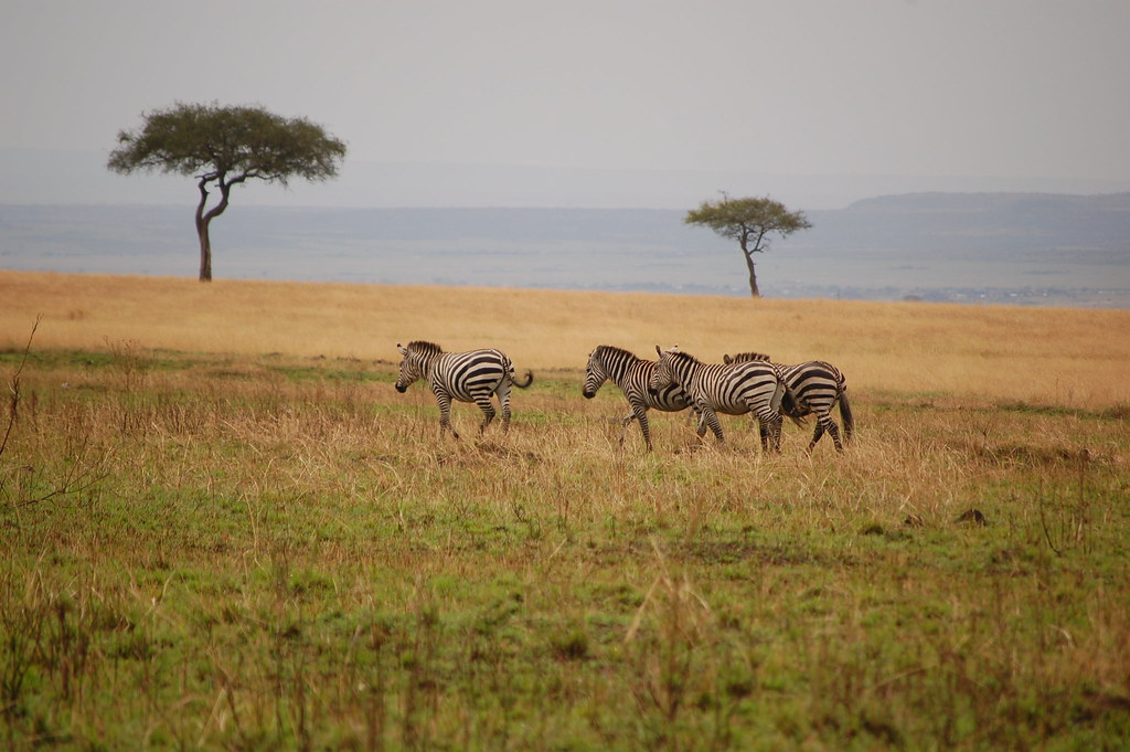 Mesmerizing Moments: A ⁢Game⁤ Drive through⁢ Maasai⁢ Mara‌ National Park