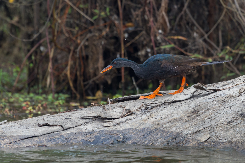 A Rare ​Encounter: Understanding⁢ the Enigmatic ‍Behavior of⁤ the African ‍Finfoot