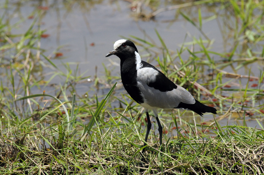 3. Conservation Challenges and Recommendations to ⁤Protect the Blacksmith ⁢Lapwing in Masai Mara