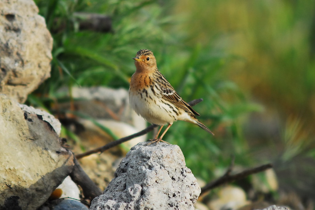 - Behaviors and Traits of the Redthroated Tit in Its ⁣Natural Environment