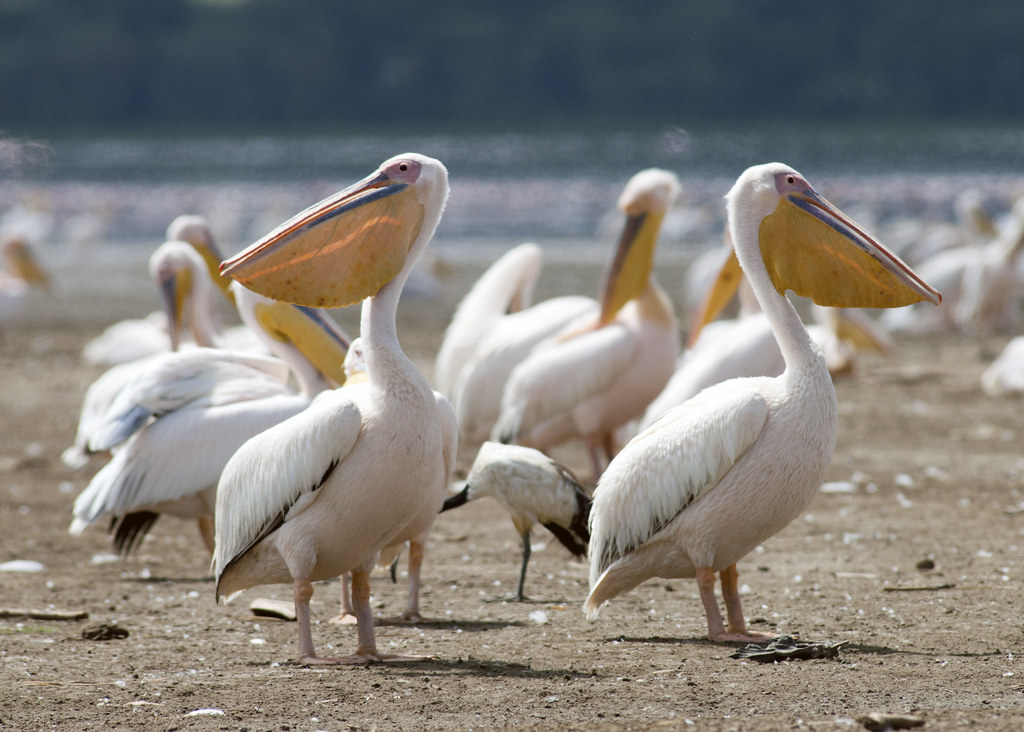 Promoting Sustainable‍ Tourism: Responsible Encounters with the Great ​White Pelican in Maasai Mara