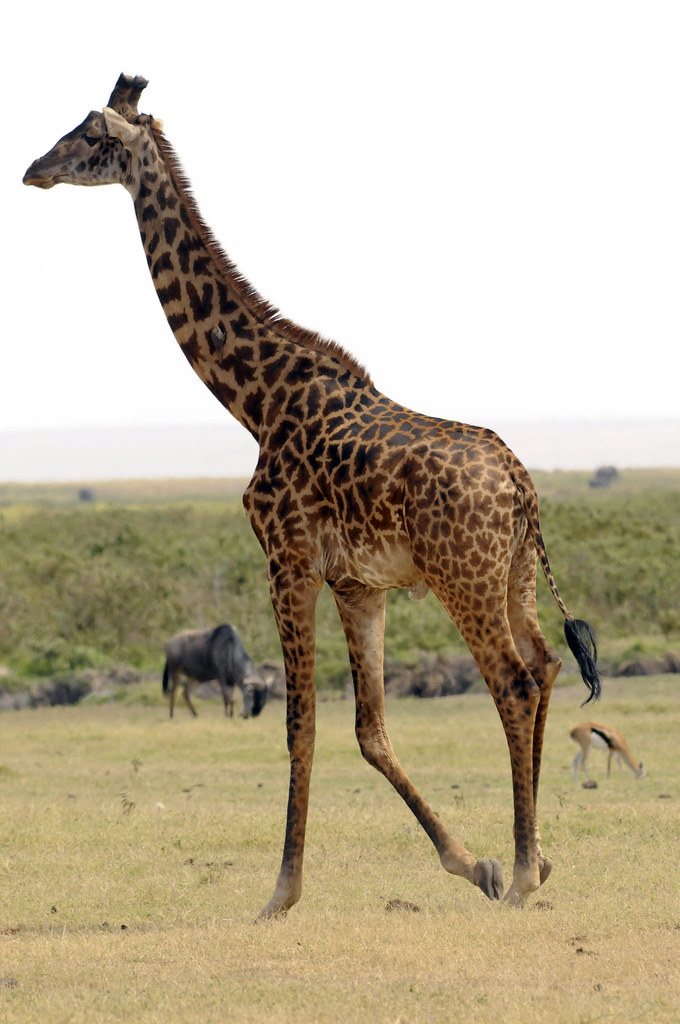 Best Time of ⁢the Day to Spot Giraffes near ⁢the Riverbanks in Maasai‍ Mara