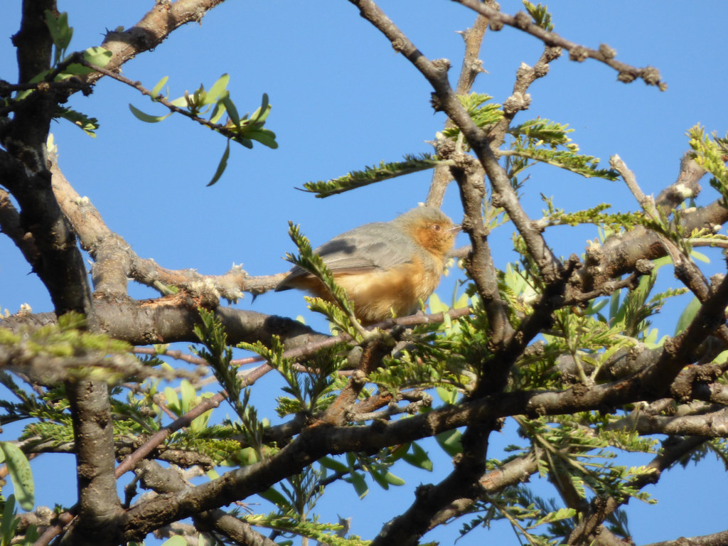 Conservation Efforts: Protecting the Redfaced Crombec‍ and its Habitat in Masai Mara