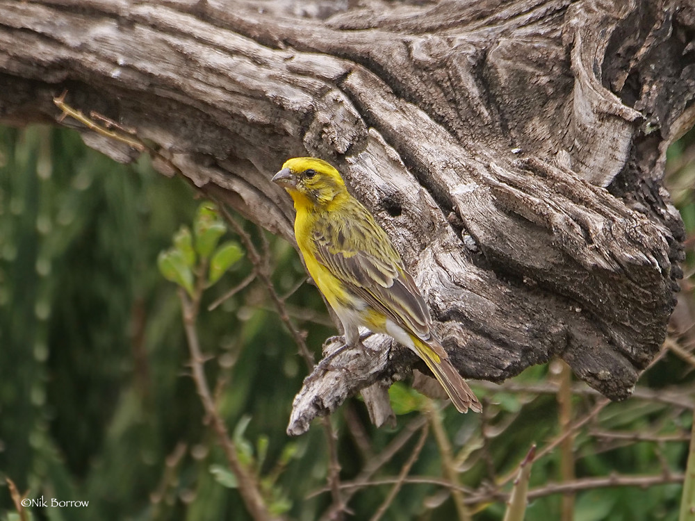 Heading 1: Discovering‌ the Whitebellied Canary: An Enchanting Encounter⁣ in Masai Mara National Park