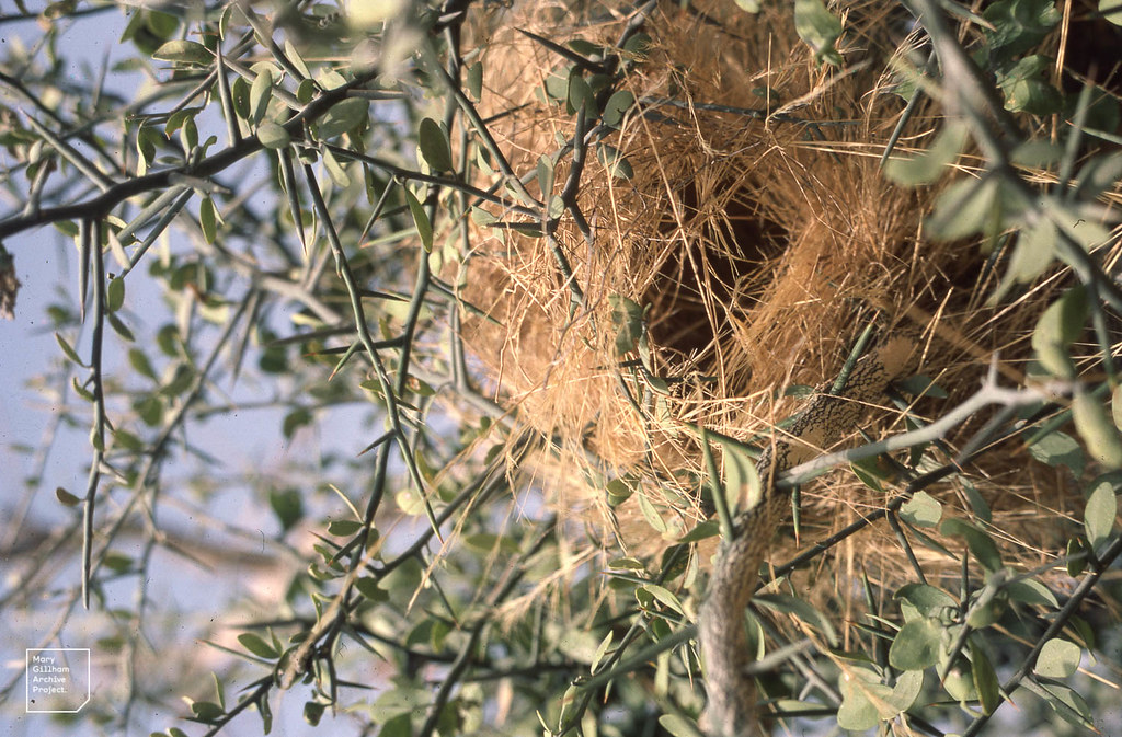 1. Introduction to the Specklefronted Weaver:‍ Marvels ‌of ‌Masai Mara's Avifauna