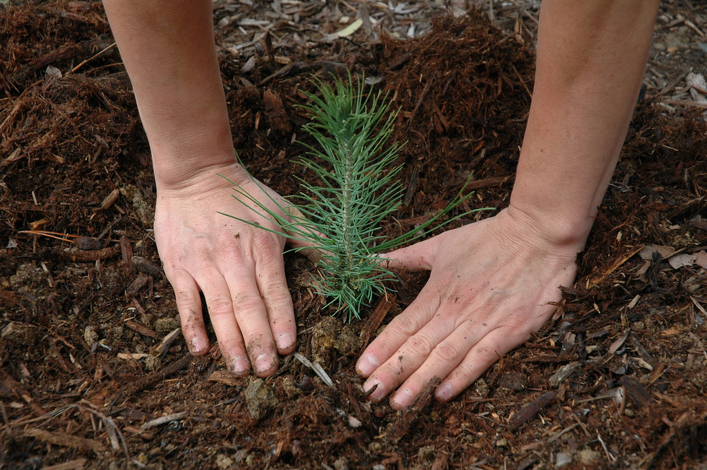 1. Exploring ​Conservation ‌Opportunities: Joining Tree-Planting Initiatives in ⁢Maasai Mara