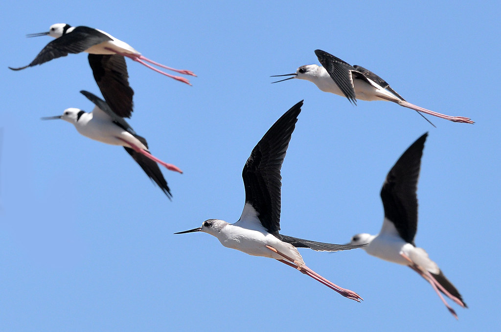 - Exploring the Blackwinged Stilts' Stunning Habitat in Masai Mara ​National Park