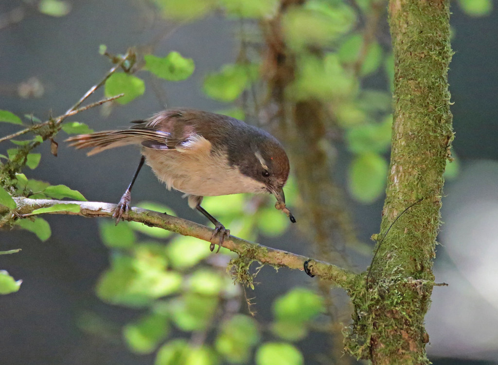 Conservation Efforts: Protecting the Grey WrenWarbler⁢ in Masai Mara