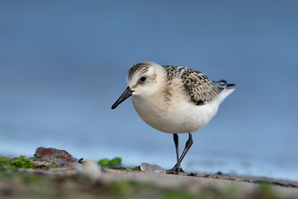 Sanderling: The Charismatic ​Shorebird‌ of ​Masai⁤ Mara National Park