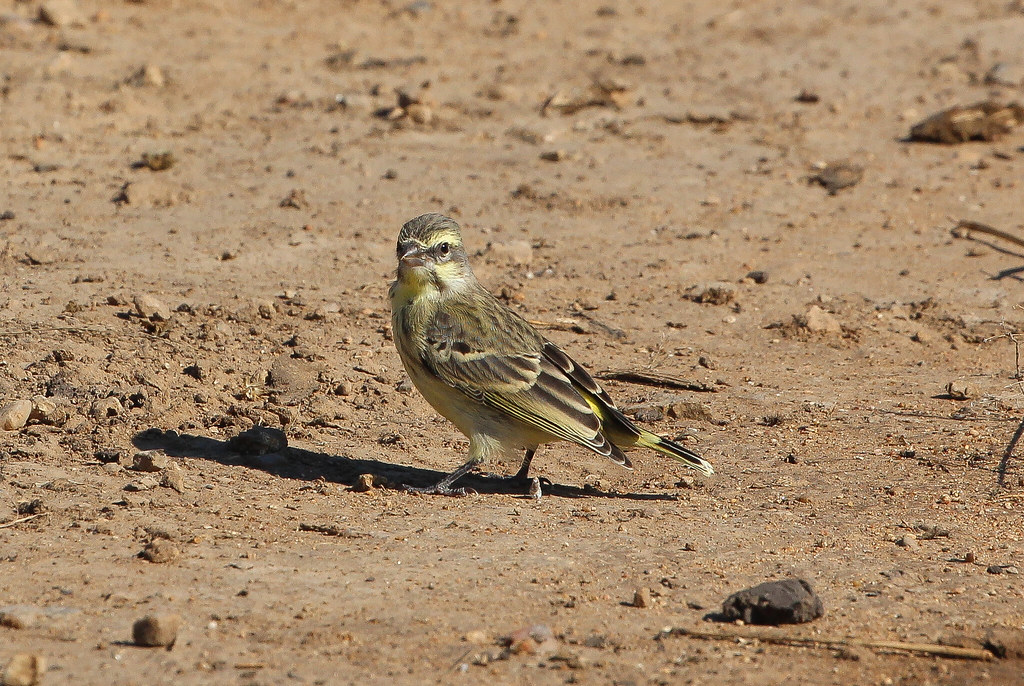 4. Conservation Efforts: Protecting the Yellow-fronted Canary's Habitat in the Masai Mara